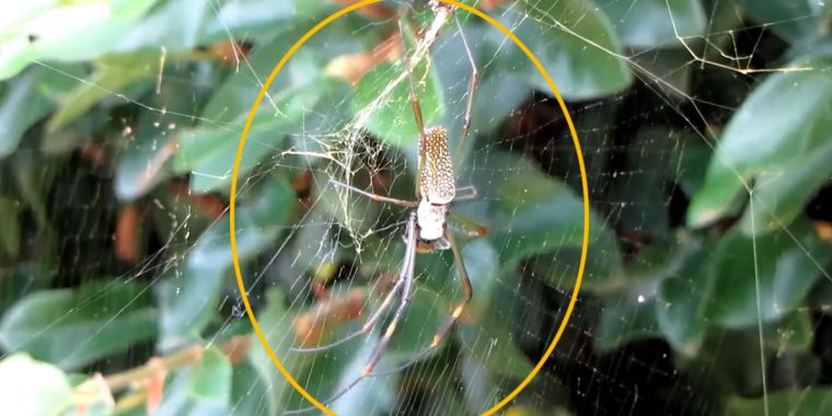 Aranha de teia dourada